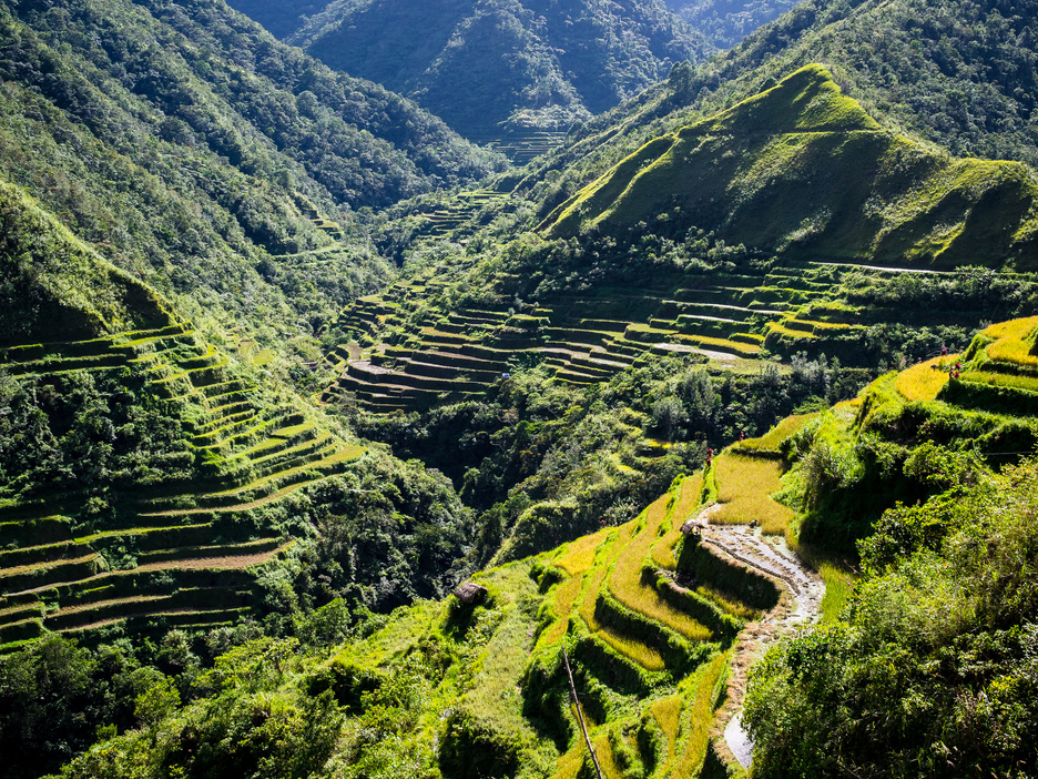 Rice terraces of Batad in Luzon, Philippines